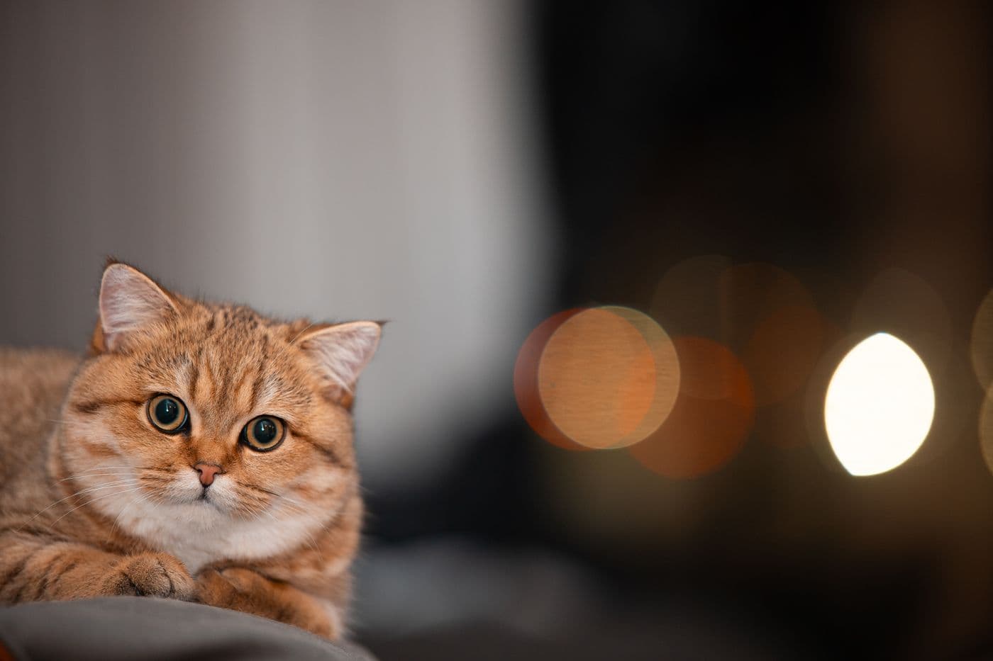 A ginger cat curled up cozily in warm evening light