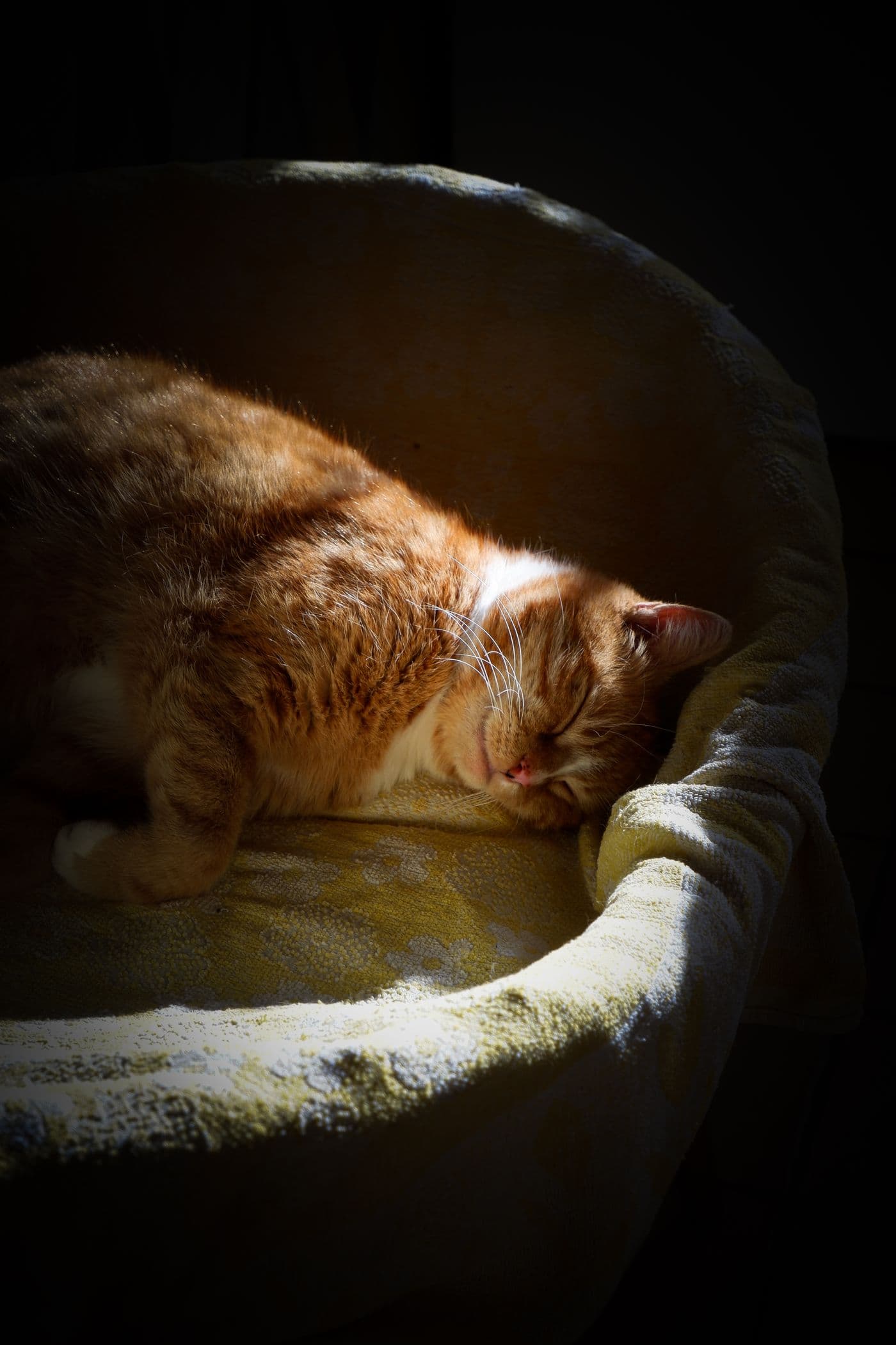 A ginger cat resting peacefully in a warm shaft of light