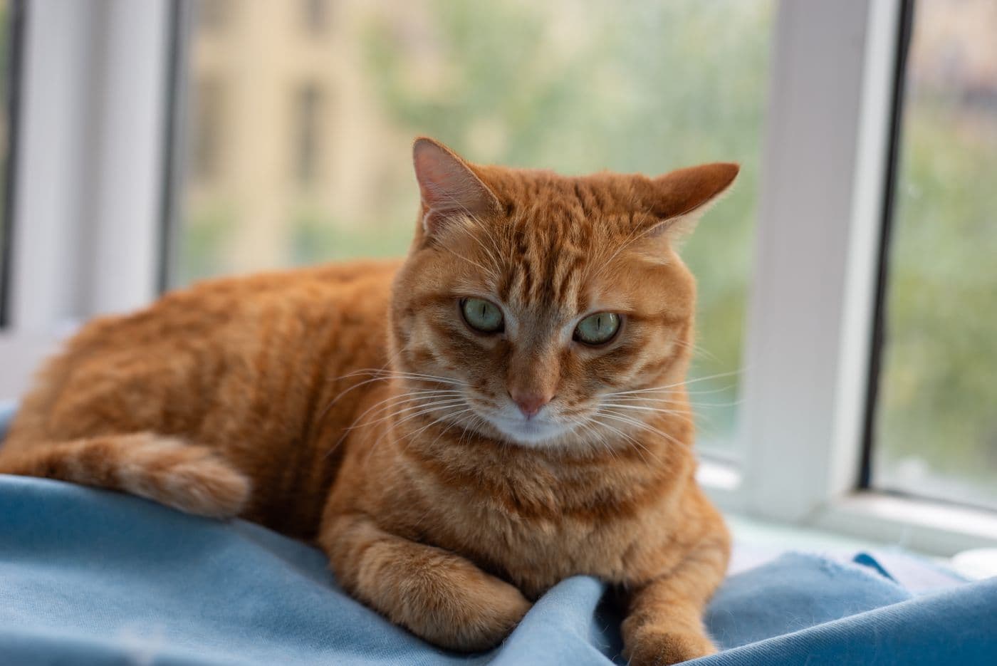 A rescued orange tabby resting calmly by a sunny window